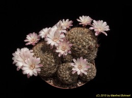 Sulcorebutia breviflora v. laui L314 2156